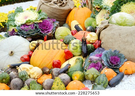 the autumn harvest vegetables,cauliflower,eggplant,red pepper,squash,cabbage,pumpkin