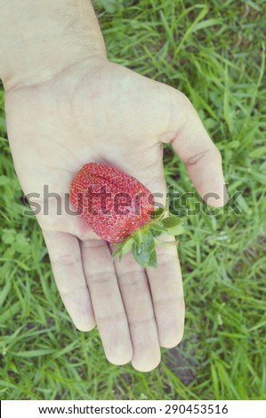 girl holding strawberries in her little hands on the background of green grass