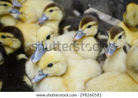 Little cute ducklings on green grass, outdoors