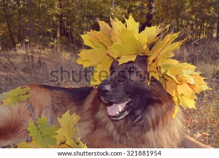 German shepherd,Dog, autumn concept. a wreath of yellow leaves