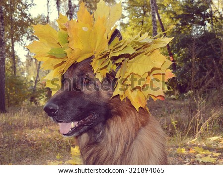 German shepherd,Dog, autumn concept. a wreath of yellow leaves