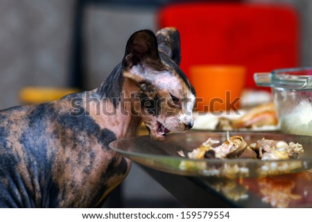 Sphinx cat eating chicken from human plate
