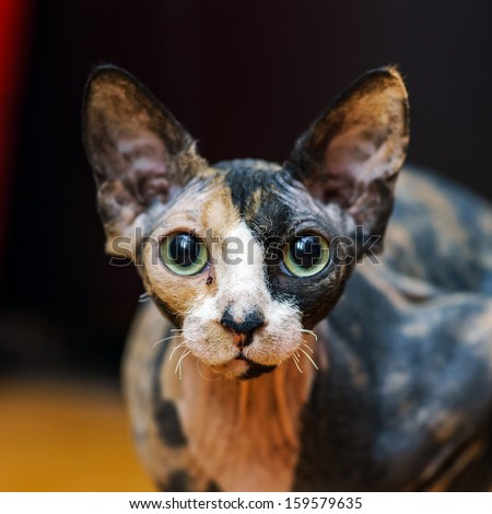 Rear sphinx cat with different colors skin. Animals.