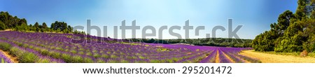 Lavender field panoramic view in Provence, France, tourism and agricultural concept