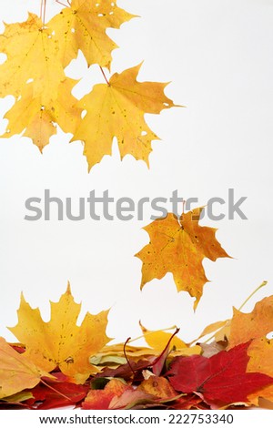 Falling autumn leaves Massachusetts, USA