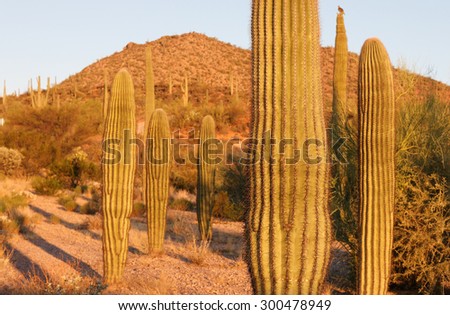Cactus at Sunrise in Saguaro National Park, Tucson, Arizona, USA