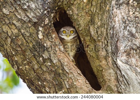Young Spotted owlet come out to see us in nature