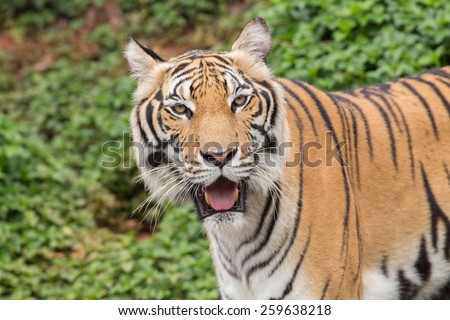 Face of tiger, trees background