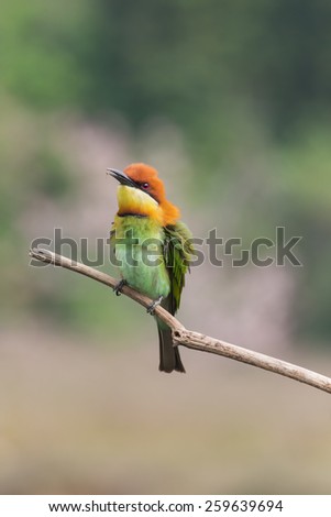 Orange, Bee eater Bird (Chestnut headed Bee-eater) on a branch in nature, in Thailand
