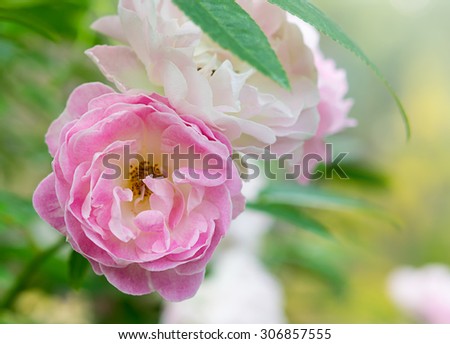 Pink Fairy Rose