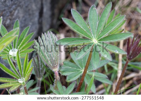 Closeup of lupine leafs at different stages and different shapes with water drops. Latin name: Lupinus wolfish