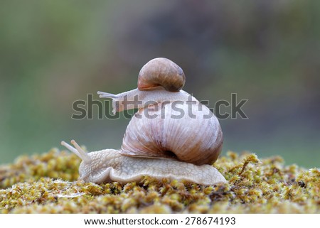 Baby snail hitchhiking on top of a larger snail in green moss. Latin name: Helix pomatia