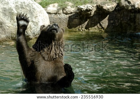 Brown Bear in the Water Lifting up