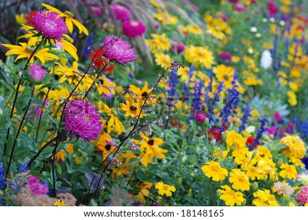 Assorted Flower Garden. Selective focus to left.