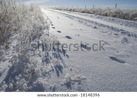 Snow prints disappear down a winters country road.