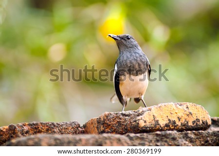 Oriental Magpie Robin bird with food in its bill