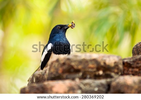 Oriental Magpie Robin bird with food in its bill