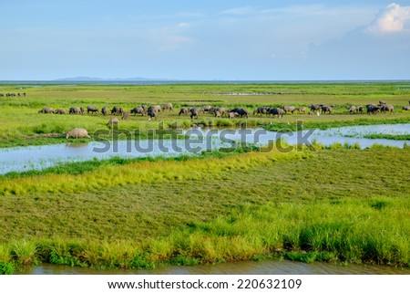 Herd of buffaloes in Thale Noi. Thale Noi means small lake, is protected as a Ramsar wetland since 1998. It is a part of the larger Thale Noi Non-Hunting Area, Songkhla Lake, Phatthalung, Thailand.