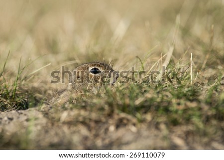 European ground squirrel is looking from his burrow