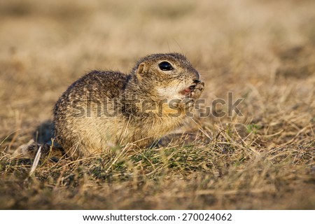 European ground squirrel is eating