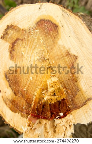 wood, bark, wood structure, cut down a tree
