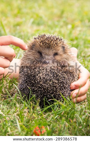 lively little hedgehog in the children's hands in a meadow