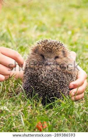 lively little hedgehog in the children\'s hands in a meadow