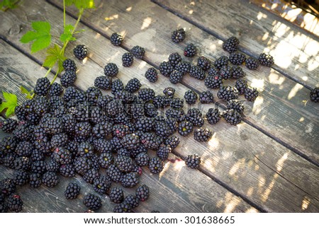 black blackberries, ripe blackberries, unripe blackberries on the bush, black blackberries on an old wooden table top, black blackberries in hands