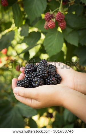 black blackberries, ripe blackberries, unripe blackberries on the bush, black blackberries on an old wooden table top, black blackberries in hands