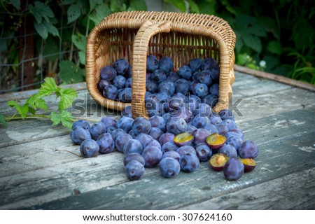 blue plum spilled from a wicker basket on a wooden table old