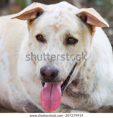 thai fat dog portrait