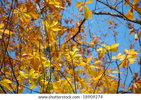 Autumn leaves and clear shiny day. Russian forest on Far East.