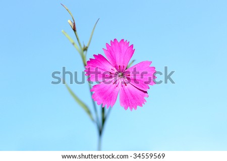 Pink carnation flowers on blue sky background.