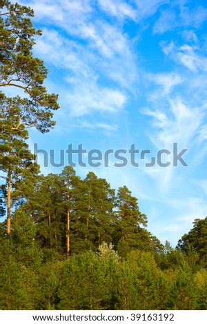 Bright forest scenery with clear blue sky.