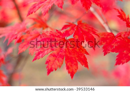 Red maple leaves - bright autumn (fall) background.