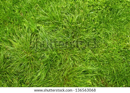 Country life pictures. Green grass as a background