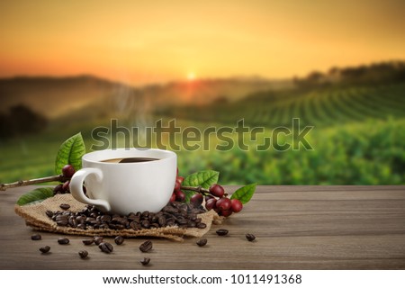 Hot coffee cup with fresh organic red coffee beans and the roasted coffee beans on the wooden table and the plantations background with copy space for your text.
