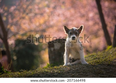 The little dog of Pink Cherry blossom at Khun Chang Kian the most popular place for Cherry blossom viewing in Chiang Mai Thailand