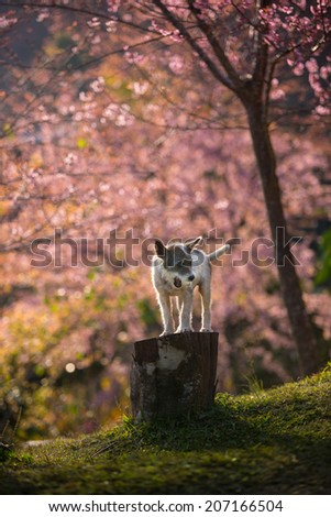 The little dog of Pink Cherry blossom at Khun Chang Kian the most popular place for Cherry blossom viewing in Chiang Mai Thailand