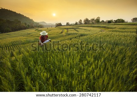 Research & Development the Barley Field at Samoeng Chiang Mai, Thailand