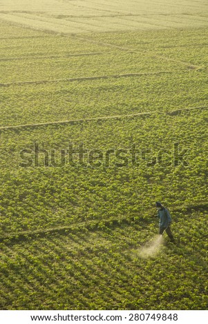 A Man Spraying in the Bean Fields at Mae Hong Son-Thailand