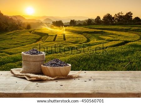 Rice berry in bowl and burlap sack on wooden table with the rice field background