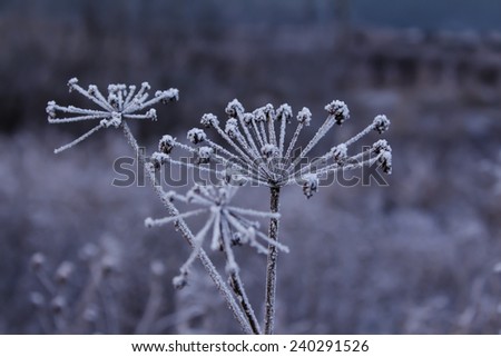 Hoarfrost on a plants in winter forest