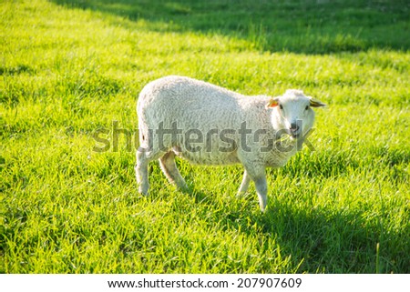 A sheep eating grass on the green meadow in summer