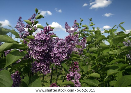 Bush of purple lilac flowers on blue sky background
