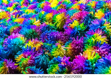 Chrysanthemum Rainbow Flower