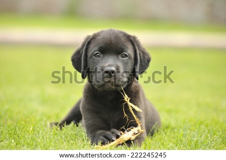 Black labrador puppy playing on the grass