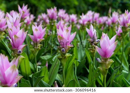 Photo of Curcuma alismatifolia blossom in Thailand, Siam Tulip background in thailand., Field of siam tulip flowers, Siam Tulip