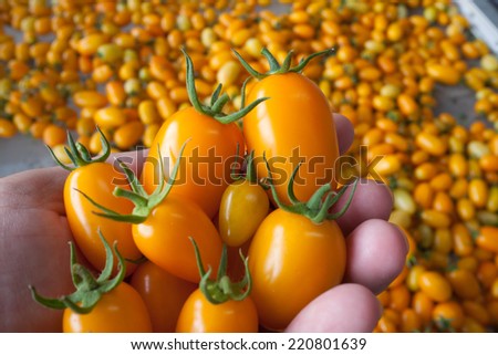 Yellow tomato in hand