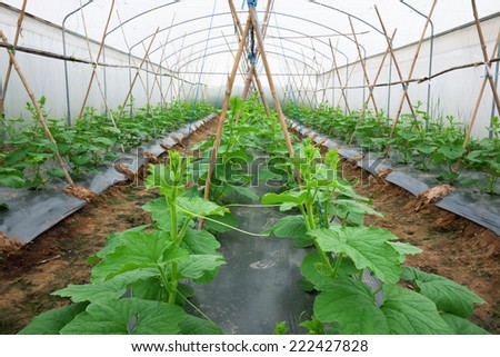 Melon crop in vegetative stage under greenhouse